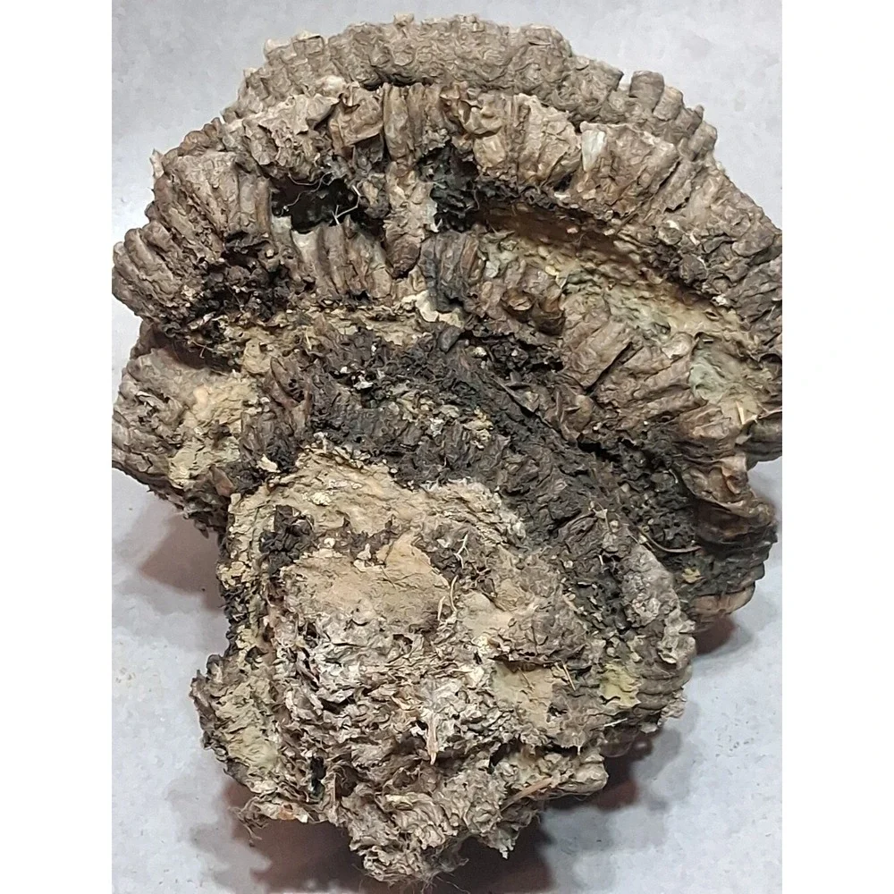 Empty Dried Hornet / Wasp Nest 6 Layers Educational Decoration Taxidermy BEE